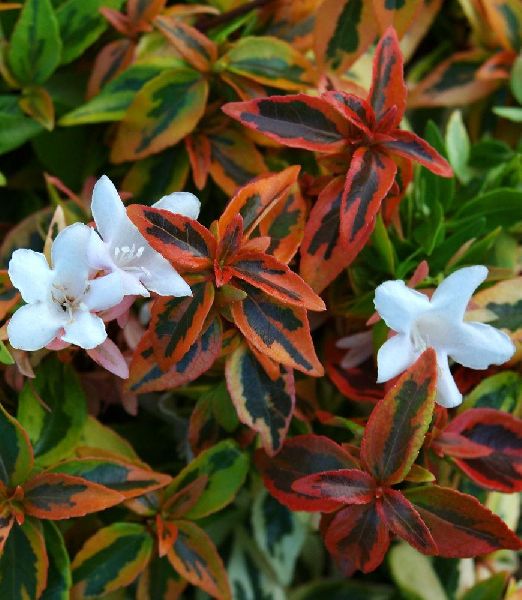 Abelia grandiflora 'KALEIDOSCOPE'®